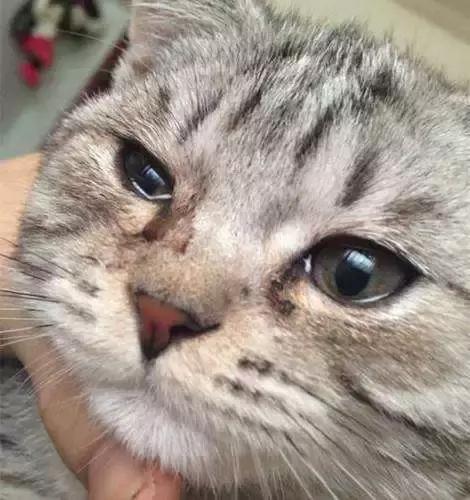 那些年失误的喵星人铲屎官已笑疯,喵星人的厉害行为报复铲屎官