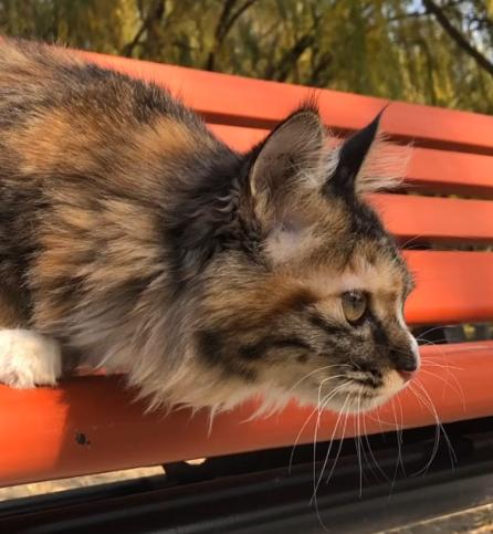 捡到一只流浪猫眼睛烂了怎么办,捡了一只生病的小奶猫