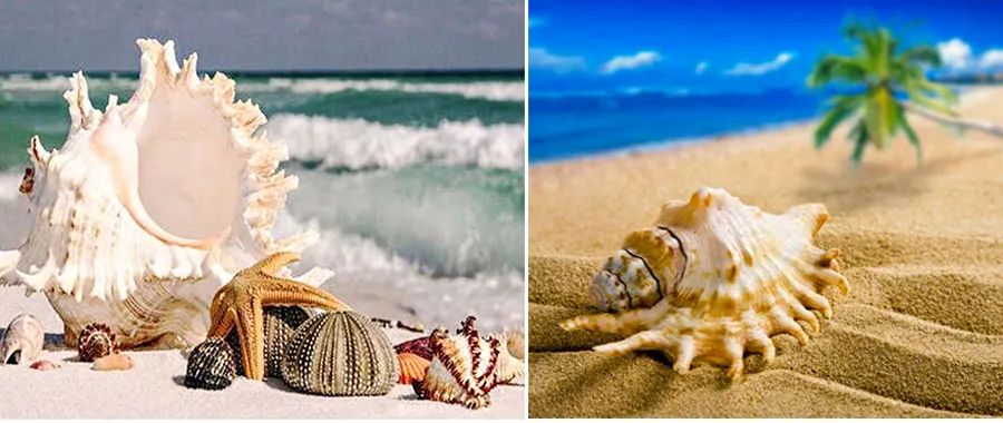 椰树海滩贝壳怎么画,海滩上的贝壳怎么画又简单又好看