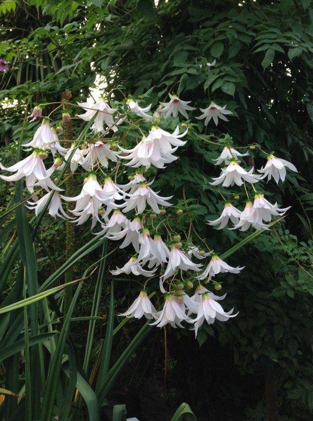 冷知识精选1,苦瓜的冷知识大全