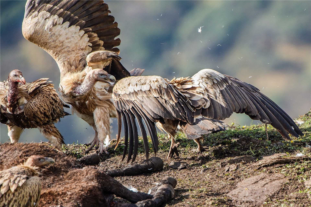 青海泽库公路现高山秃鹫,形象凶狠声誉差,却对伴侣忠贞不二