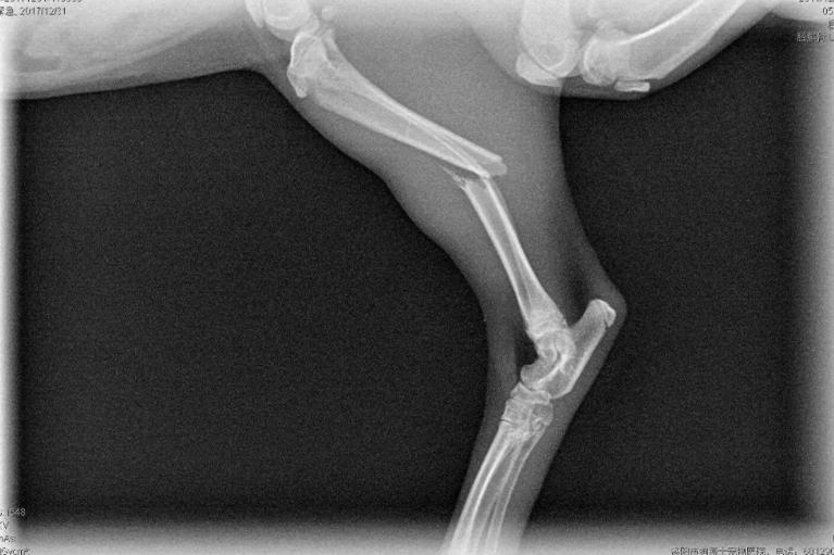 怎么判断小猫咪骨折,小猫咪脊椎受伤最佳恢复方法