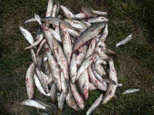 鲻鱼传统钓,鲻鱼大全