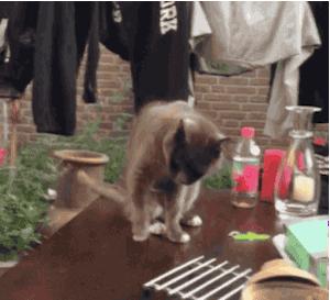 网友哭了：抓破沙发、抓坏窗帘，猫咪为什么那么喜欢到处磨爪子？