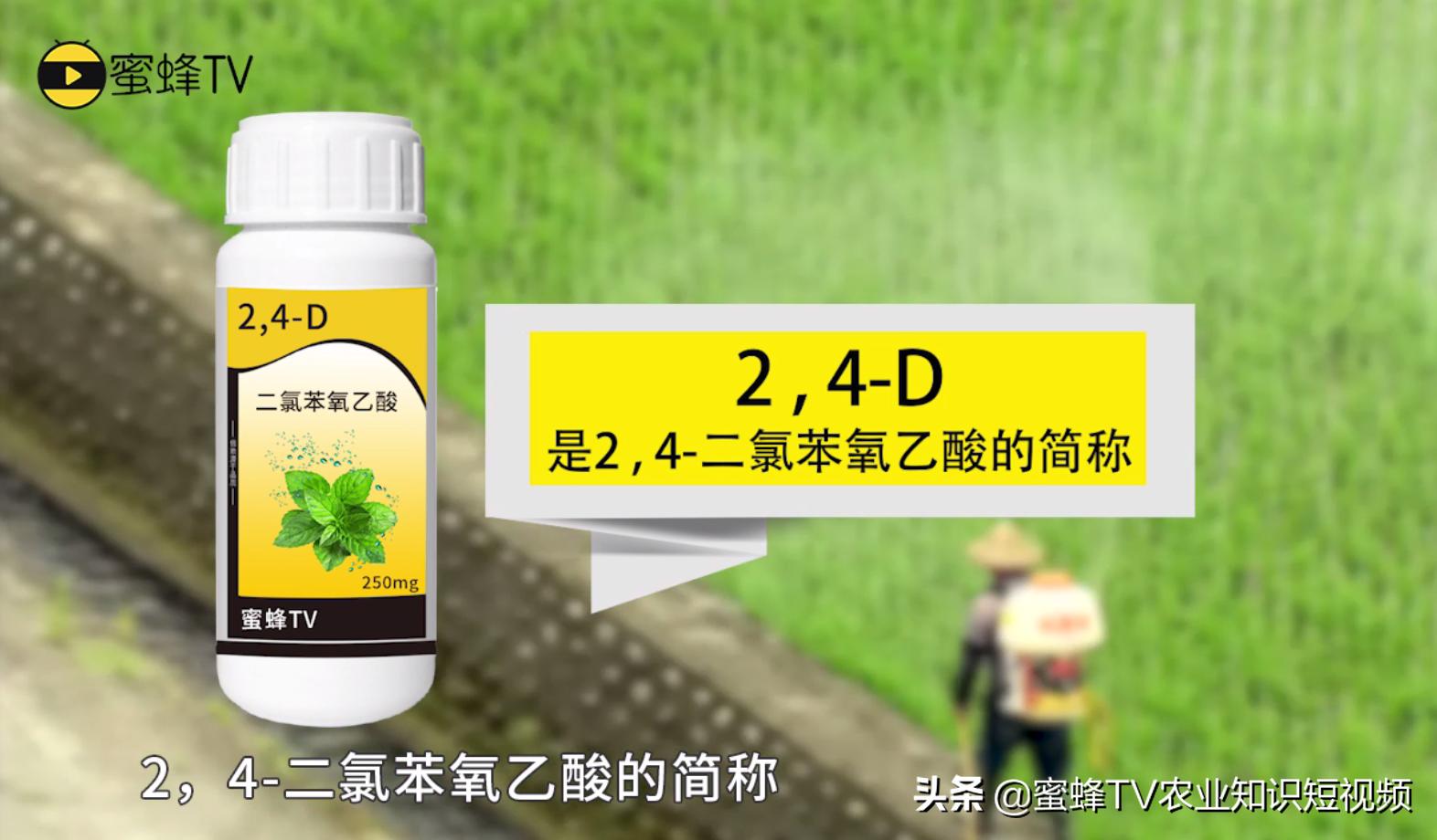 2.4-d用什么溶解,2-4d用什么来稀释