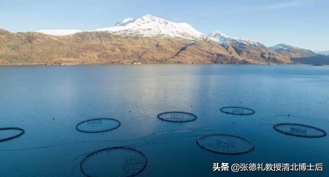 外媒曝光了挪威三文鱼养殖真相吗,挪威三文鱼养殖环境恶劣新闻