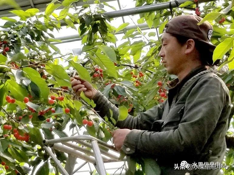 卖樱桃8块一斤十五块两斤的视频,一斤樱桃多少钱