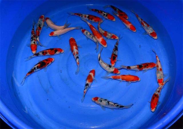 锦鲤饲养注意事项有哪些,饲养锦鲤要注意哪些方面