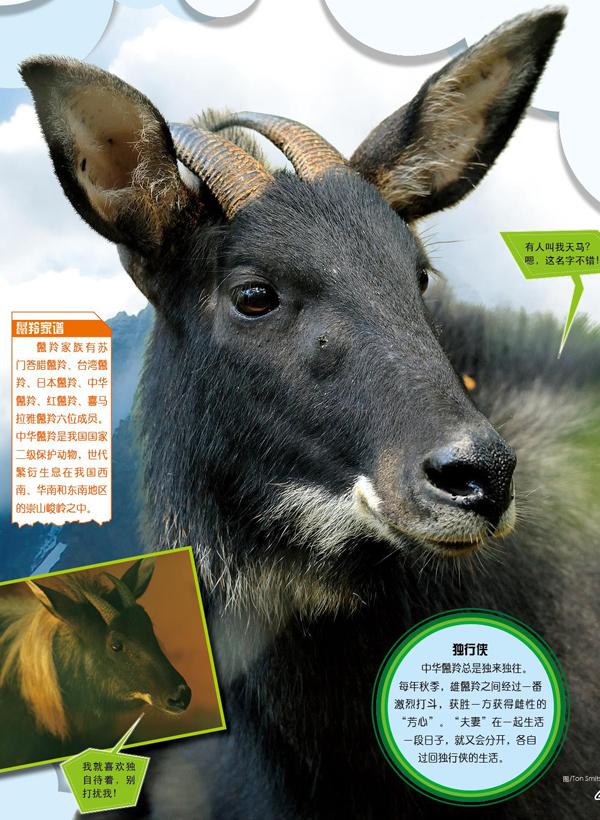 长着羊角和狮子一样的神兽,长得像羊长得又像鹿的神兽