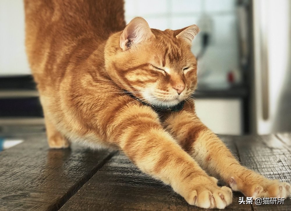 为什么猫咪半夜嚎叫,猫咪半夜嚎叫是什么原因