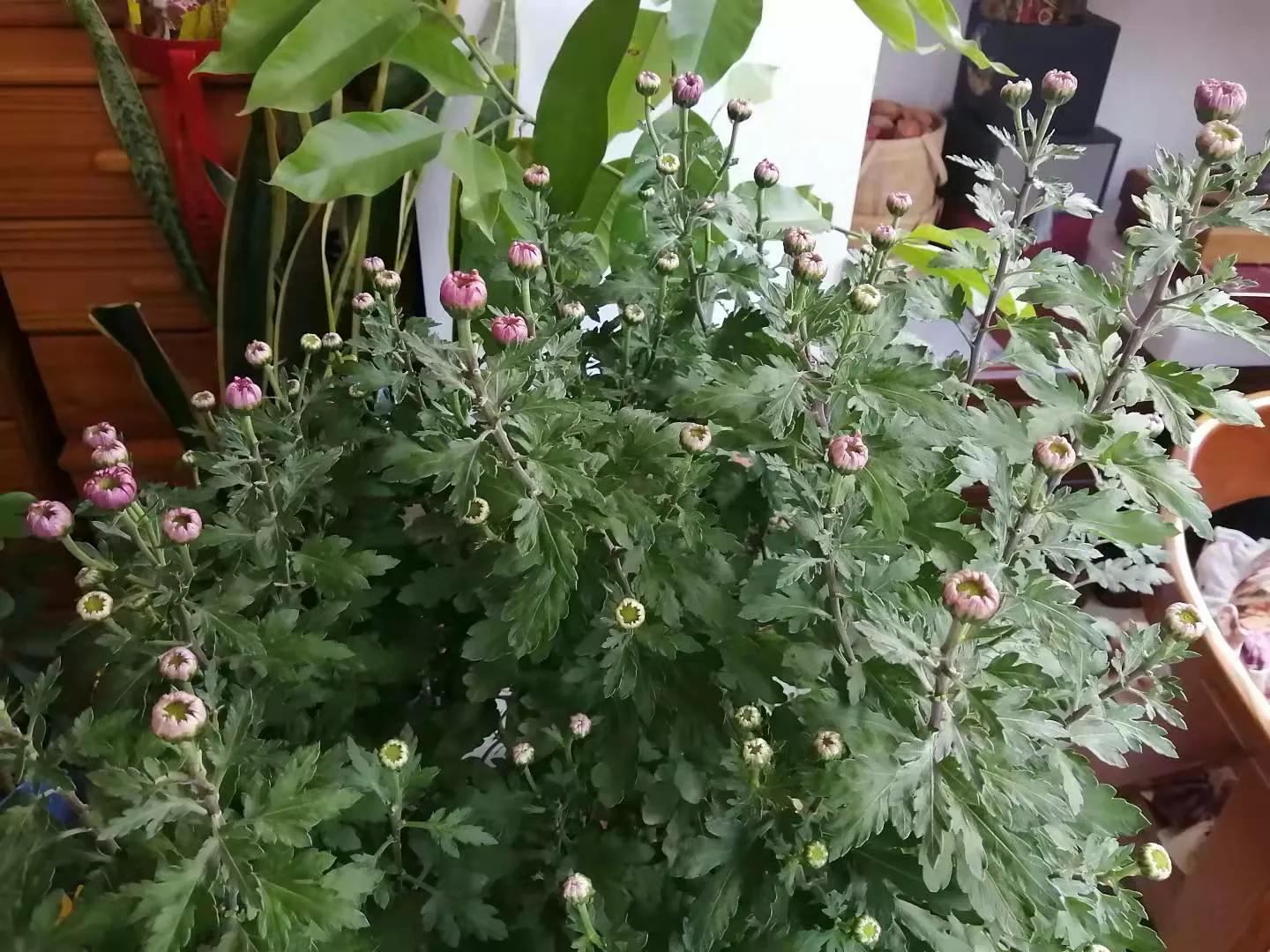 那个部落的婆娘(八)