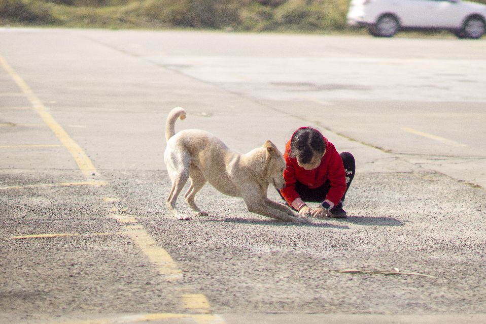这是什么狗,狗狗横齿什么样