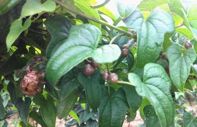 山药发芽出山药豆,山药豆出芽的条件