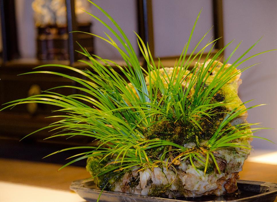 浅谈古代室内的那一抹绿意