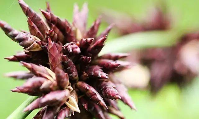 全世界的米,全世界米面