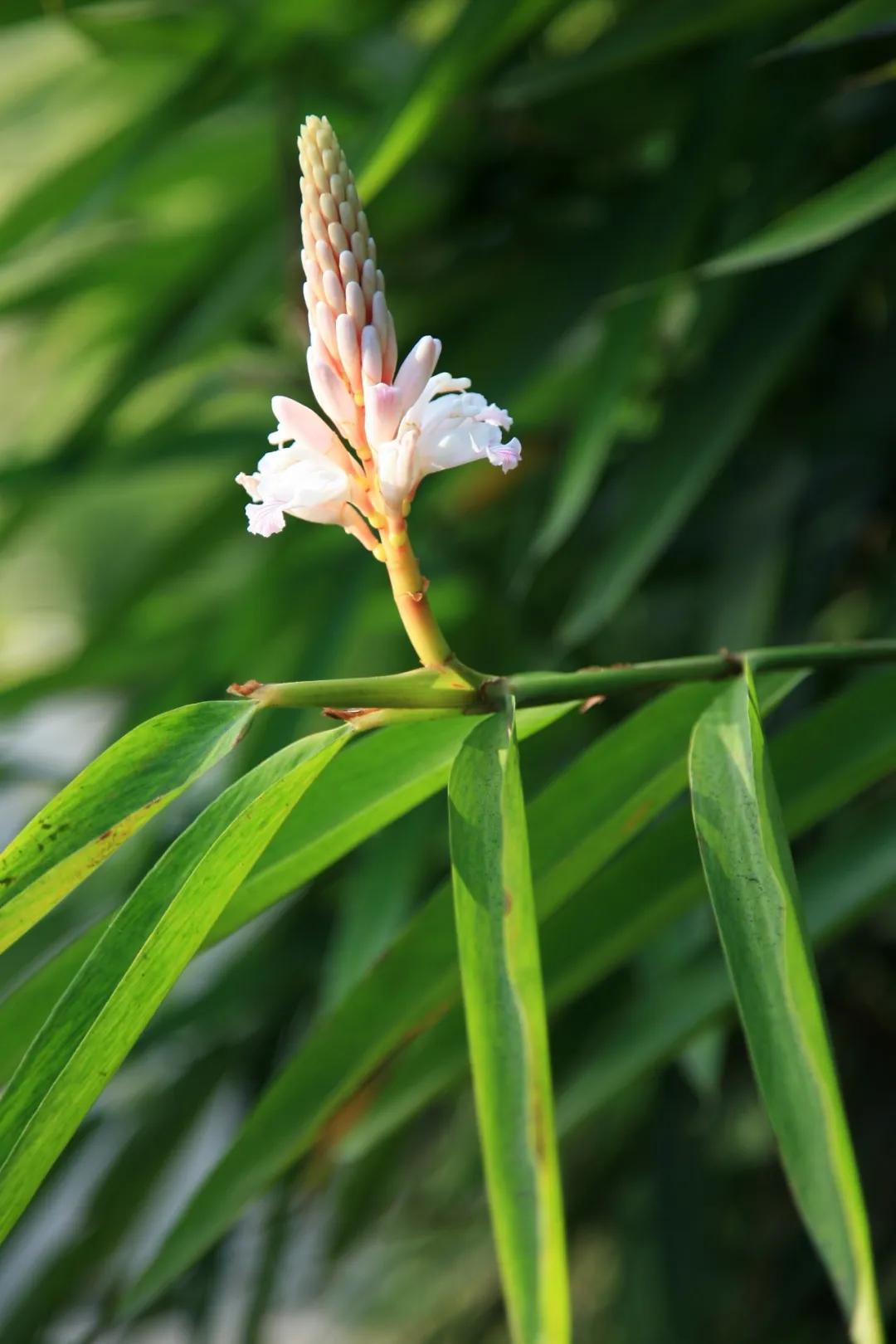 硬核整理!高清中药教材原植物彩*图色**谱(四期)