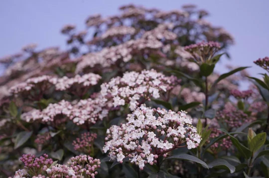 建一座完全不打药的生态花园，所有生命在这里和谐共处，值得收藏