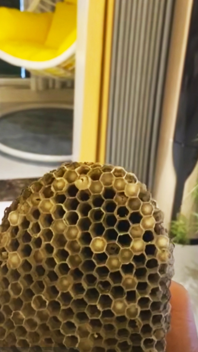农村室内出现马蜂窝不要怕，3种方法轻松解决，注意安全操作