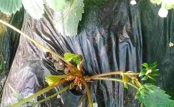 草莓结线虫,草莓苗有根结线虫能栽吗
