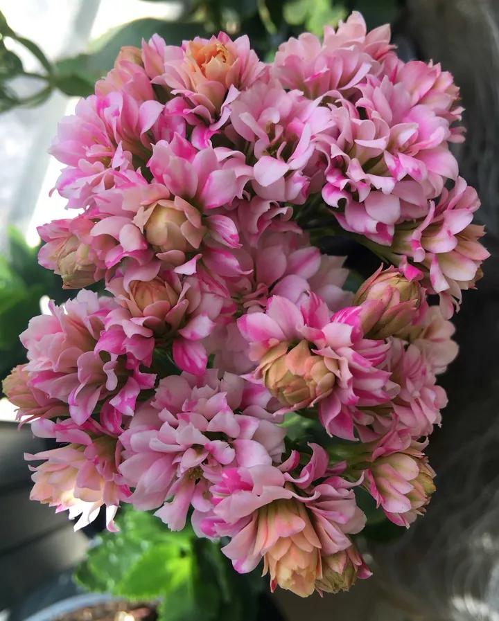 长寿花，寓意好、开花漂亮，花期长，品种多达300个