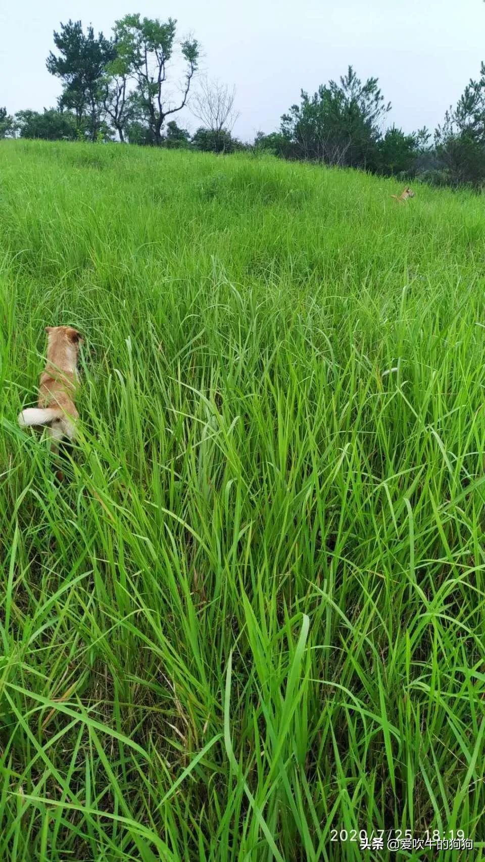 一个广西猎犬玩家的心声:我心目中的好狗,是这样子的