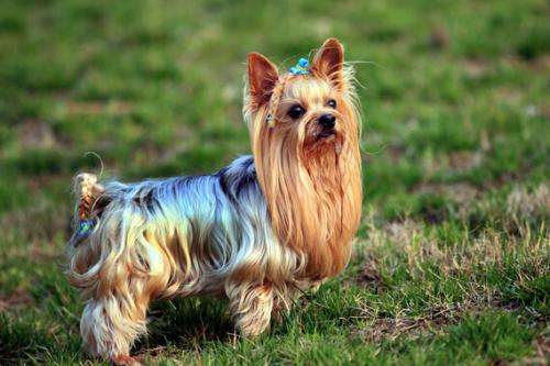 小型犬品种大全及图片柯基犬,不掉毛无体味性格温顺的小型犬