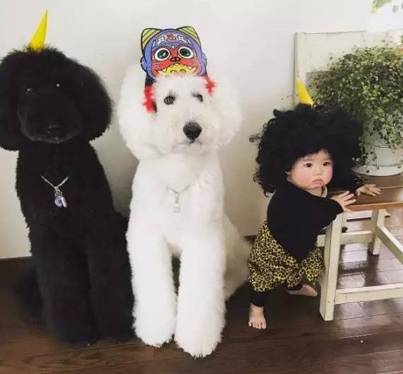 巨型贵宾犬为什么不建议养,巨型贵宾犬为什么少人饲养