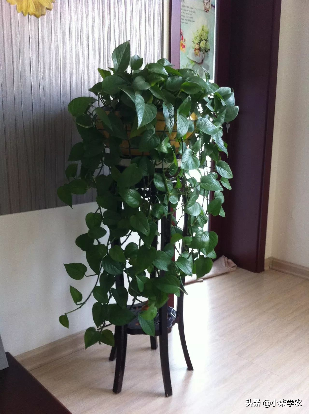 养绿萝怎么浇水多长时间浇一次,绿萝多久浇一次水怎么浇