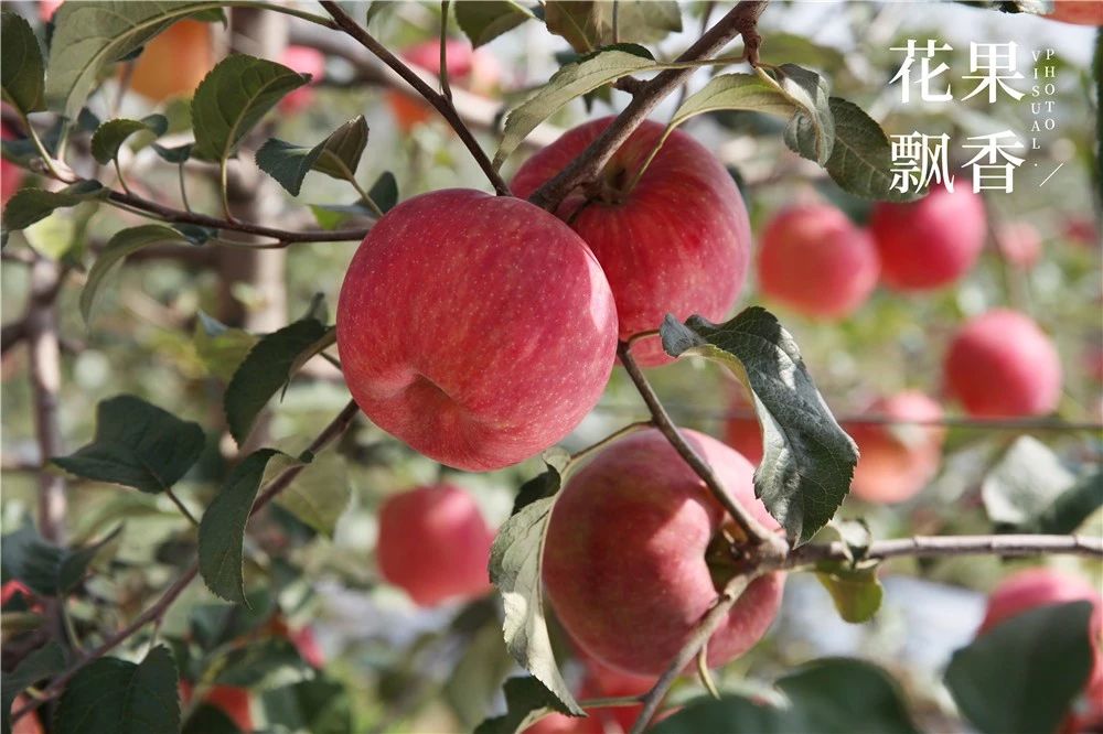 正绿脆香苹果新品种,苹果新品种清脆