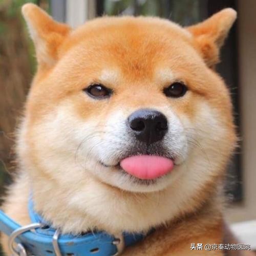 狗狗为什么抗拒洗澡,主人用这些方法,让它爱上洗澡