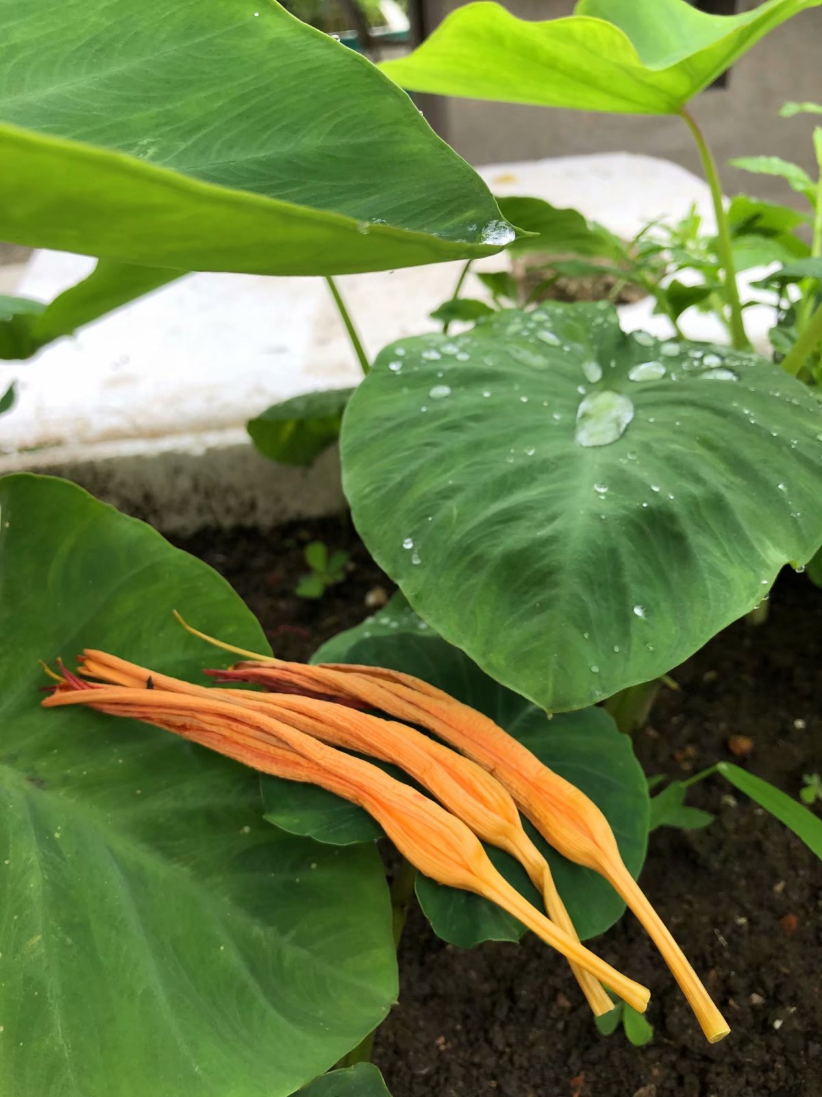 朵朵黄花,葵花朵朵向阳开诗词