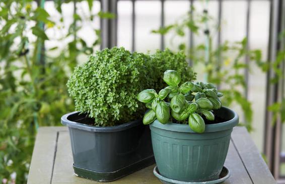 干松针可以垫盆底养花吗,养花干松针好还是鲜松针好