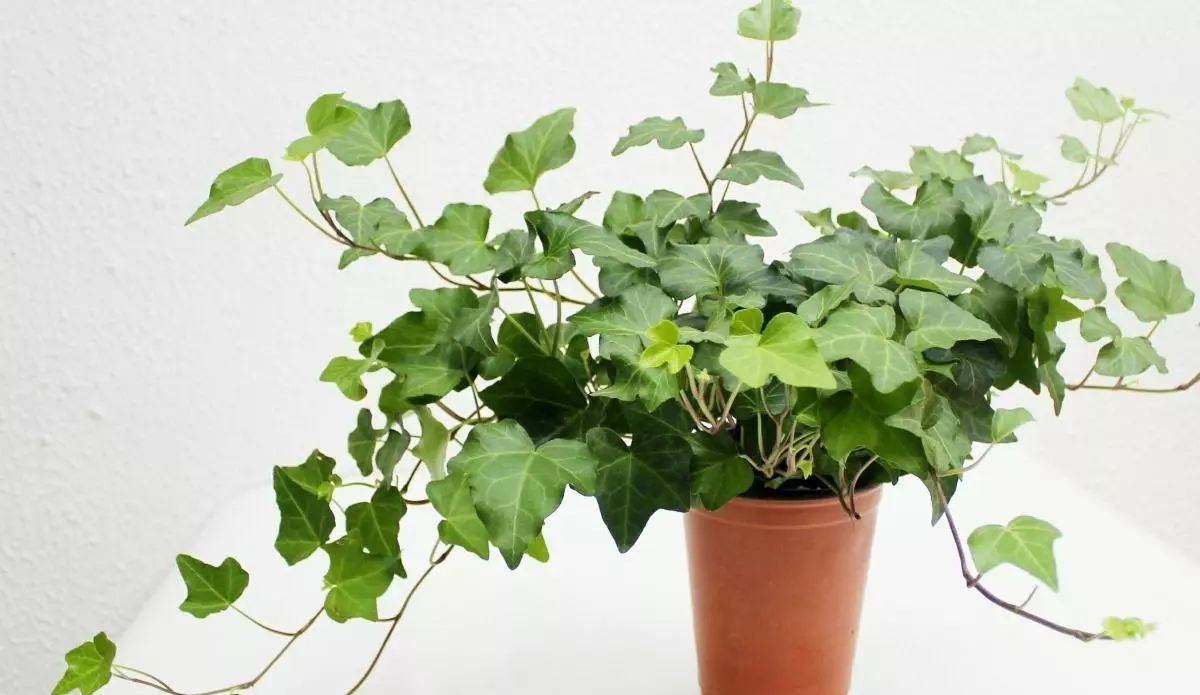 常春藤用什么样的盆好看,常春藤用深盆还是浅盆好