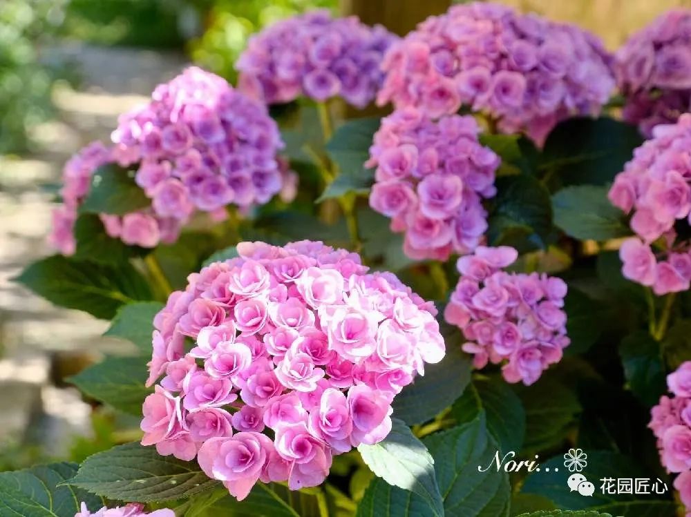 最漂亮的十种绣球,最省心的绣球