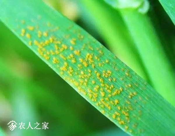 每日一课100个常识,真菌感染必备知识