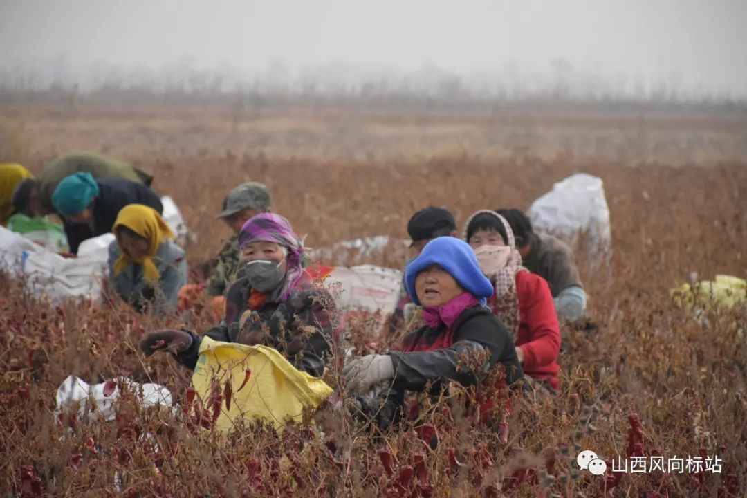 忻州曹张高村辣椒,山西忻州辣椒迎丰收椒农笑开颜