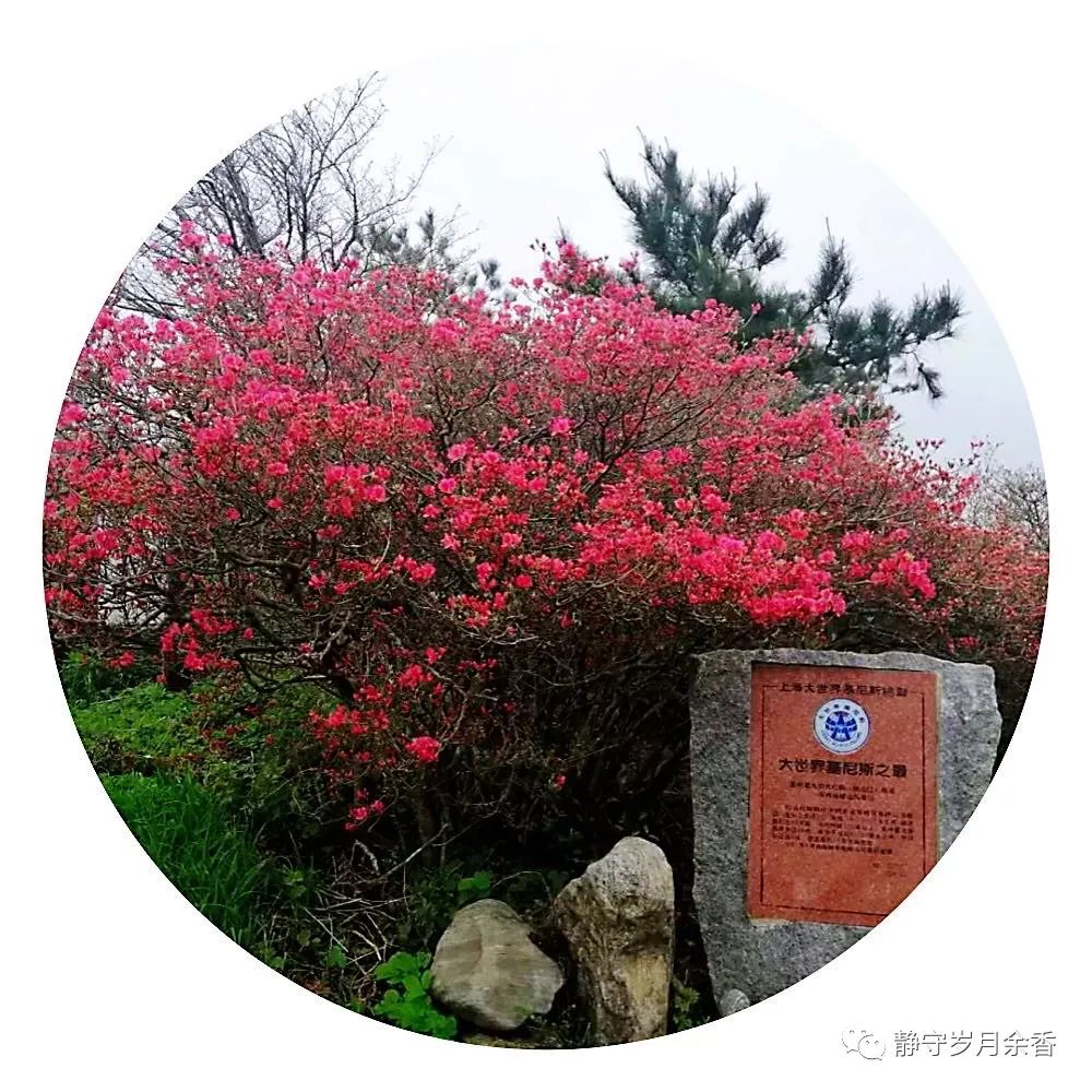 情满龟峰·诗涌花海