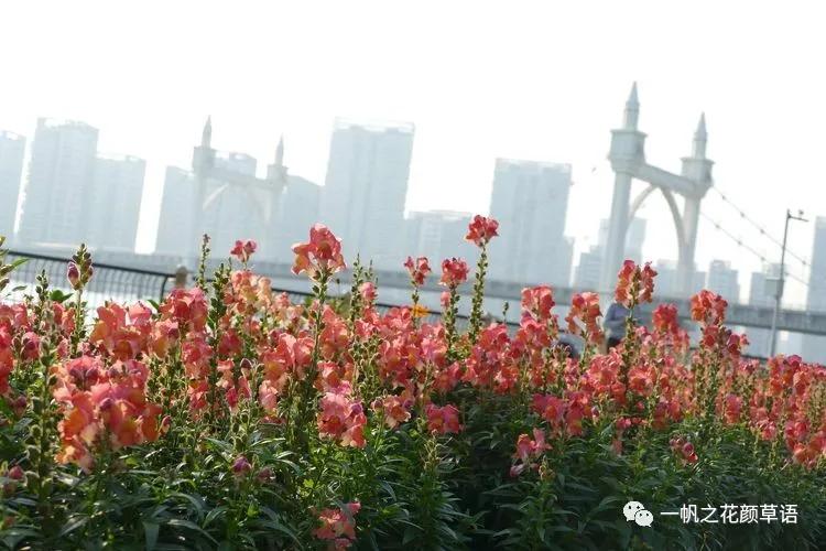 金鱼草的简介,金鱼草的地径