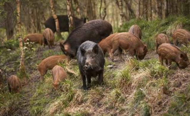 庄稼被野猪糟蹋国家要赔偿吗,野猪损坏庄稼没人赔怎么办