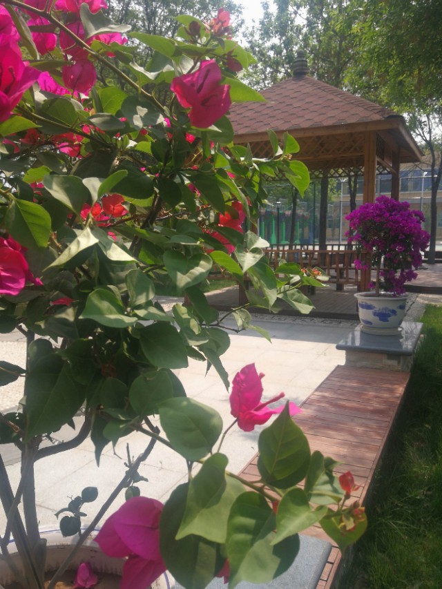 阳光学校为什么有规矩,阳光学校特色课