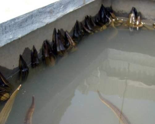 看到利润可观，王大叔也跟风养殖，没想到全部打了水漂