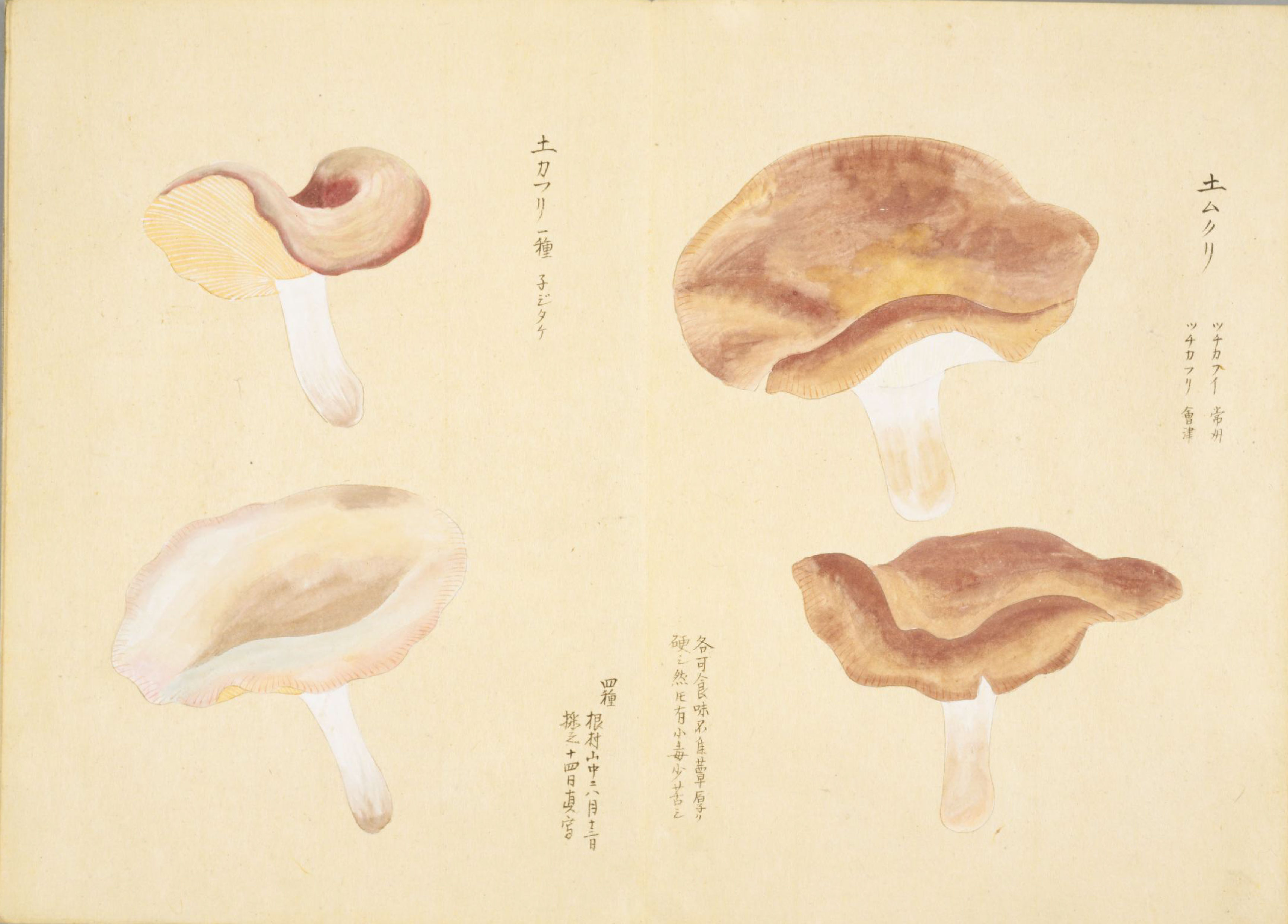 各种多彩菌图片大全,意式野菌图片大全