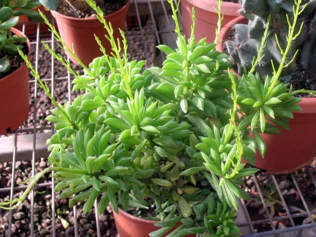 欢乐豆绿植的移植方法,欢乐豆是什么植物