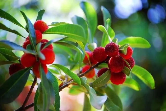 每个杨梅里面有条小虫是真的吗,为什么每颗杨梅都有小虫子能吃吗