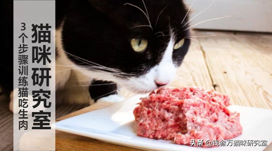 猫对肉类不感兴趣怎么办,幼猫吃罐头上瘾不吃猫粮
