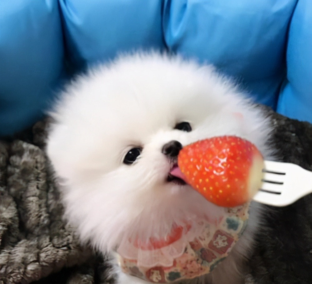 博美不喜欢吃狗粮怎么纠正,博美三个月为什么一天只能喂狗粮