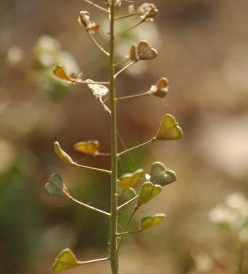 如何识别真假荠菜,假荠菜图片识别方法