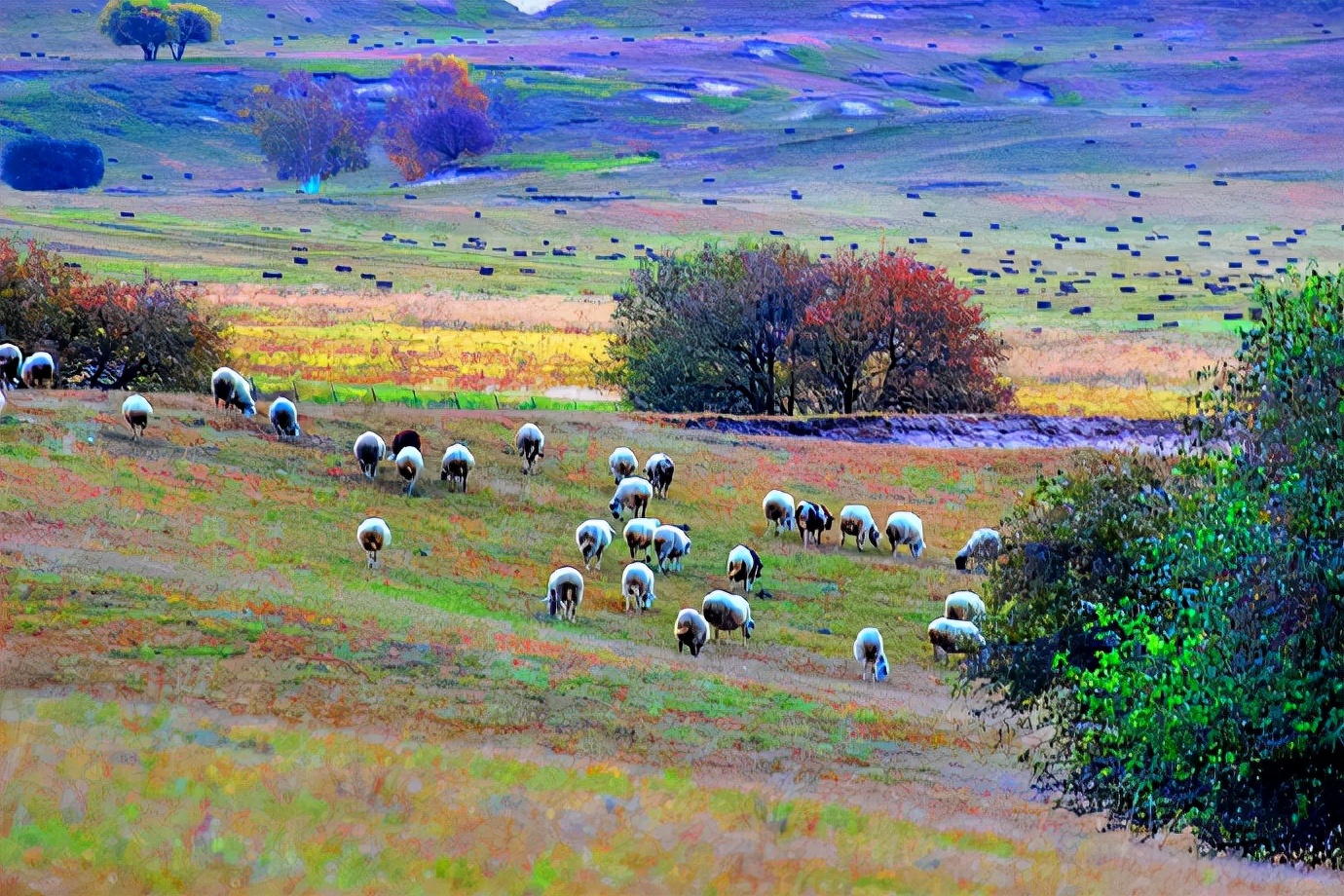 秋季最美的白桦林风景,坝上草原白桦林秋色图片