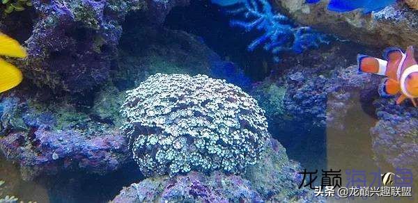 看完别笑，都陪我哭！新人下海开缸的血泪史