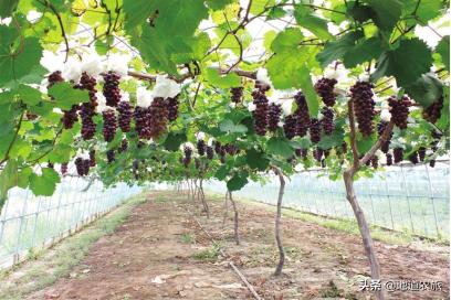 浙江慈溪现代农业产业园大胆创新改革,用人才带动发展